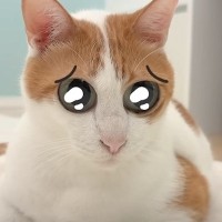 猫に加工アプリを使用して遊んでみたら…まさかの『変化』に吹きだす人が続出「めちゃくちゃ笑ったｗｗｗ」「面白すぎて涙がでたｗ」