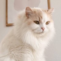 夏になって毛が抜けてきた猫→『冬の頃』と比較してみたら…想像以上の『変化』が凄すぎると57万表示「えっっ全然違う」「すごい綺麗」