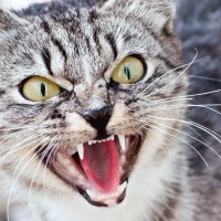 猫が『攻撃的』になっているときの正しい対処法は？お互いを守るために注意すべき5つのこと
