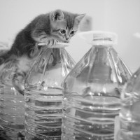 猫にまつわる『素朴なギモン』3選　“ペットボトルを嫌がる”はウソ？ホント？