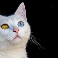 猫の美しい『目の色』の不思議3選　全部で何色？めったに見られない珍しい色があるって本当？