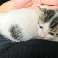 飼い主さんの膝の上で甘える赤ちゃん猫→おとなになった現在は…心温まる『尊いビフォーアフター』に1万いいね「とてもかわいい」「幸せだね」