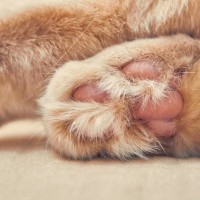 猫の『足の裏の毛がボーボー』を放置しないほうがいい理由　お手入れのコツも解説
