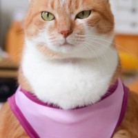 服を着た猫→正面から見てみたら……爆笑注意な『まさかの光景』に2万いいねの反響「めっちゃ強そうｗ」「レスリング金メダル確定でｗ」