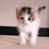パヤパヤの保護赤ちゃん猫と『暮らし始めて1年』…立派に成長した『現在の様子』が感動すると192万表示「おとなっぽくなった」「涙がでる」
