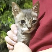 犬にいじめられていた子猫を保護してから１年…感動の軌跡と『素敵すぎる現在の様子』に反響続々「本当に感動的」「愛されて幸せだね」