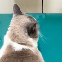 動物病院に連れてこられた猫→暴れるかと思いきや…診察台の上で見せた『まさかの光景』が91万再生の反響「猫生7週目かも」「可愛すぎるｗｗ」