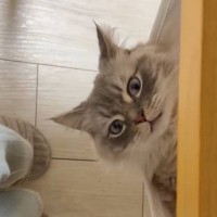 テーブルの下に『猫用ハンモック』をつけた結果…思わず真似したくなる『素敵すぎる光景』が22万表示「天才」「うわぁ〜たまらん可愛さ」と絶賛