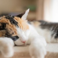 『キャット』が含まれる英単語やことわざ5選　“土砂降り”“うたた寝”…猫と関係ないのになぜ？