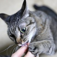 愛猫がしてくれる『ちょっと困ること』6選　きっと良かれと思ってのことだろうけど…