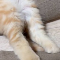 元野良の子猫をお家に迎えて2週間→『寝姿』を見てみると…まさかの光景が尊すぎると7000いいねの反響「あぁ愛おしい」「もう安心だね」