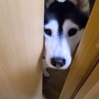 『何かを伝えようとしているハスキー犬』について行ってみたら…子猫の予想外の様子が可愛すぎると8万再生「何してるのｗ」「めちゃ笑った」