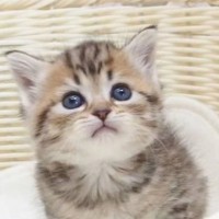 パヤパヤきゅるきゅるの赤ちゃん猫→成長後の『予想外の光景』が可愛すぎて笑っちゃうと93万再生「おじいちゃんｗｗ」「貫禄すら感じるｗ」