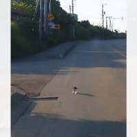 運転中に『何かが飛び出してきた』と思ったら…小さな子猫との『出逢いの光景』が泣けると107万再生「優しさに涙が出た」「感動しかない」