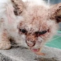 皮膚がボロボロの野良猫を保護→治療開始から『１年』が経つと……涙あふれる『驚きの変化』に感動の声「別猫さんだね」「ありがとう」