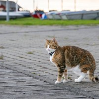 患者やスタッフに大人気の「病院猫」、誘拐されるも無事帰還！地元メディアやSNSも事件解決に協力　豪