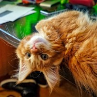 セレブシェフの亡き愛猫は「同じ色の花が咲く木」になって、生き続ける　米国