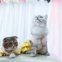 猫たちが『美とファッション』を競いあうコンテスト番組が大人気に！ベスト8が出そろう　マレーシア