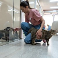 夏季の「猫用ホテル」需要が拡大、数ヵ月先まで満室の状態が続く　背景に新型コロナの影響が　英国