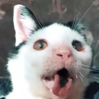 交通事故に遭い、重い後遺症に苦しむ猫…絶望的な状況からたどり着いたハッピーライフ