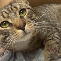 手書きのメモと一緒に捨てられた猫…新しい家族のもとでセカンドライフを満喫！