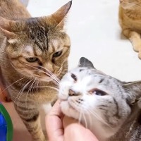 長期入院していたパパが帰宅→家にいた猫たちと柴犬が…涙が出るほど尊い『感動の再会』に「みんな大喜びで愛されてるね」「とっても嬉しい」