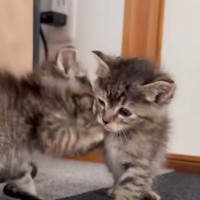 よちよち歩きの『子猫たちのバトル』を見守っていたら…思わず頬が緩む『戦いの様子』に悶絶の声続出「たまらないね」「可愛すぎる」