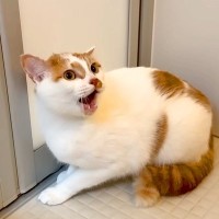 換毛期に入った猫→お風呂に入れようとしたら…怪獣もビックリの『リアクション』に反響「噛みついたりしないの偉い」「断末魔の叫び」