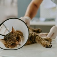 猫のライフステージ別『3大死因』とは？子猫・成猫・老猫で異なる注意点を解説