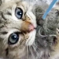 おもちゃが大好きなキジトラと『猫じゃらし』で遊んでいたら…想定外の『まさかの行動』が30万再生「ヤンチャだわｗ」「可愛すぎるｗｗ」