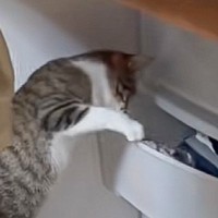 『何か物音がする』と思って行ってみたら、タンスの前でネコが…予想外の『賢すぎる行動』に爆笑の声続出「可愛すぎｗ」「赤ちゃんみたいｗ」