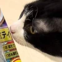 おやつと間違えて『飼い主の指をかんでしまった猫』が、次の瞬間…笑撃のリアクションが30万再生「気まずいやつｗ」「美味しくなかったかｗ」