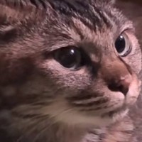 ウインナーを焼いていた飼い主さん→ふと猫の鼻を見てみたら…『可愛すぎる動き』に1万1000いいねの反響「探してるねｗ」「愛おしすぎる」