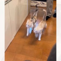 ご飯をもらいに来た2匹の子猫…想像以上に『息ピッタリな動き』が可愛すぎると917万再生「完全にシンクロ」「エンドレスで見れるｗ」