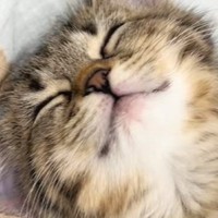 元気に走り回っていた子猫→『静かになった』と思ったら…予想外の『可愛すぎる光景』に笑顔になる人が続出「めっちゃ無防備ｗ」「もはや人間ｗ」