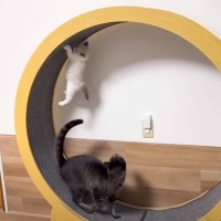 先住猫たちが『新入り子猫』と全力で遊んであげたら…想像以上の『熱烈歓迎』に吹き出す人が続出「涙が出るほど笑った」「ガチで爆笑したｗｗ」