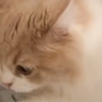 家のなかで『物音』→急いで確認しに行ったら、猫が……思わず笑っちゃう『予想外の光景』が22万再生「一生懸命で可愛いｗ」「癒された」