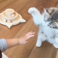 人間の赤ちゃんと初めて会った子猫の反応は？……微笑ましすぎる『初対面の光景』が136万再生「仕草がかわいい」「立ちながらのｗ」