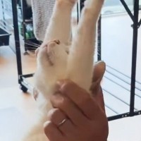 15歳のおばあちゃん猫→飼い主さんにそっと持ち上げられると…思わず目を奪われる『素敵な特技』が36万再生「素晴らしい」「ラジオ体操みたい」