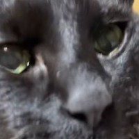 久々に『実家の猫』と会った結果…愛に溢れた『感動の再会』が素敵すぎると40万再生「会えてよかったね泣」「ちゃんと覚えてるんだね」