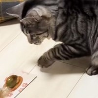 おもちゃを持って行った猫→前が見えなくなって…『可愛すぎる瞬間』に爆笑する人が続出「頑なに落とさなくて草」「オドオドが可愛すぎるｗ」