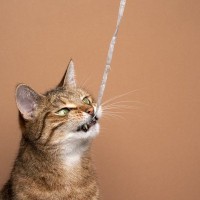 猫の命を奪いかねない『家の中にある“凶器”』4選　事故防止の対策も