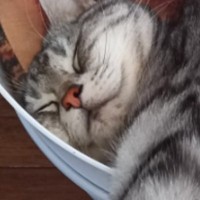 入れ物の中にいる猫をふと見てみたら、『ものすごい体勢』で…まさかの瞬間に3万7000いいね「にゃん体動物ｗ」「すごいｗ」と爆笑の声続出