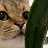飼い主さんが食べている『きゅうりの匂いを嗅いだ猫』が、次の瞬間…予想外の表情に爆笑の声「露骨で笑った」「大丈夫か？みたいなｗ」