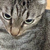 飼い主さんがふと『愛猫の耳』を見てみたら…今にも『羽ばたきそうな光景』に3万9000いいね「もうすぐ飛ぶね」「ジェット機だ」と話題に