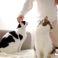 誕生日を迎えたパパ→２匹の愛猫にもらったのは…『素敵な権利』と『まさかのハプニング』に「最高」「スペシャルバースデー猫パンチｗｗ」