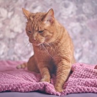 愛猫が寝る前に見せる『ナイトルーティン』4選　こんな姿が見られたら、おやすみモードかも？