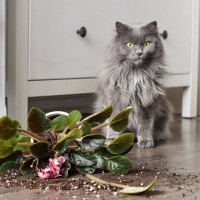 猫に部屋を荒らされる？！ありがち『犯行』3選と阻止するためにやってきたい対処法