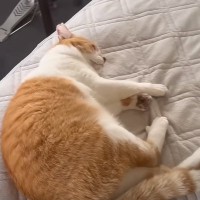 大好きな兄が修学旅行に行ったら、猫が…兄の部屋で見せた『切ない行動』と再会の瞬間が108万再生「繊細さに涙がでた」「家族愛に感動」