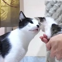 やんちゃな野良子猫たちと初対面の先住猫→威嚇したかと思いきや…後から見せた『心温まる対応』に「きっと仲良くなれるね」「本当に素敵」の声